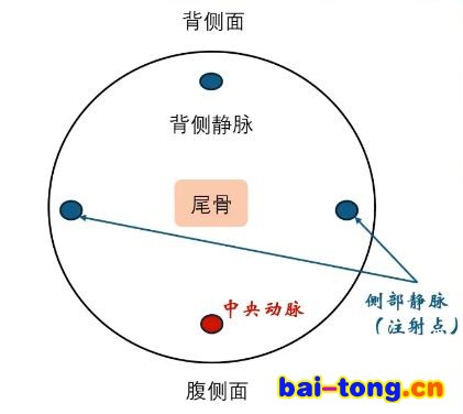 尾静脉给药示意图